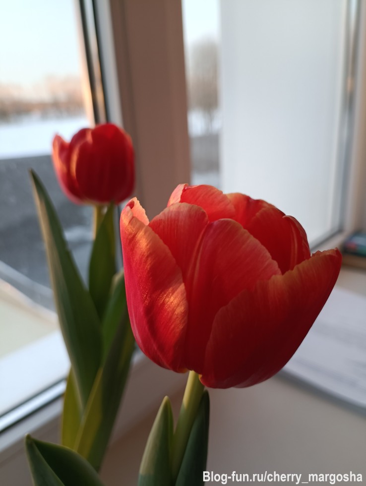 Этот цветок выглядит ярче, чем солнце...?

This flower looks brighter than the sun...?